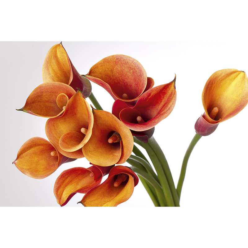 Tapet Calla Dimex