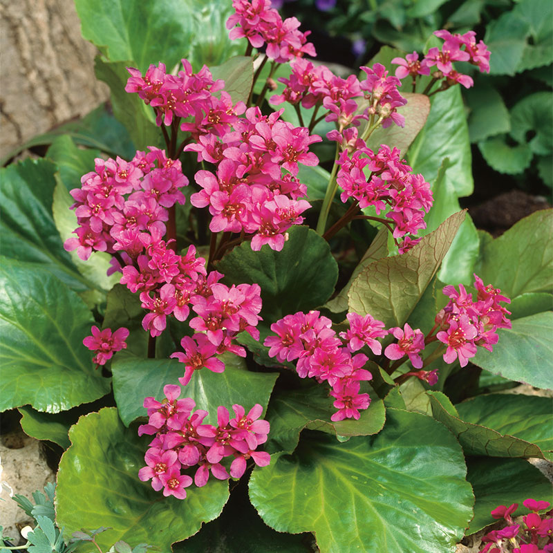 PERENN HJÄRTBERGENIA