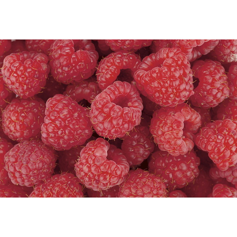 Tapet Raspberry Dimex