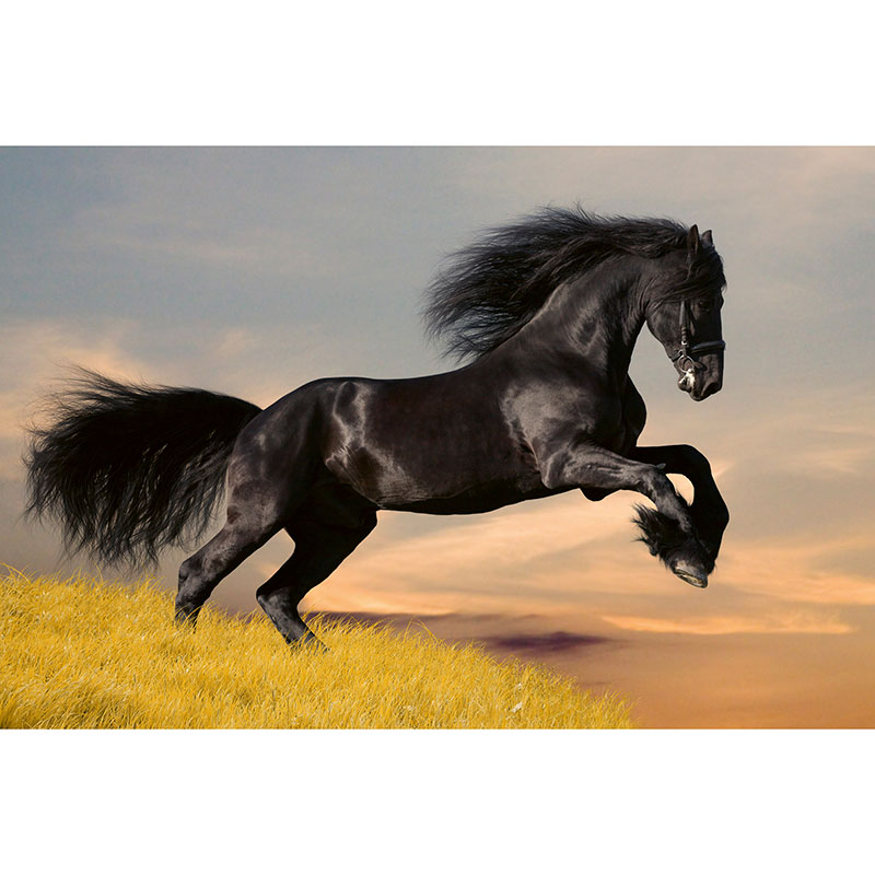 Tapet Horse Dimex
