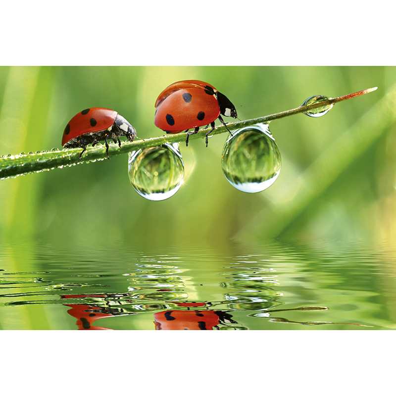 Tapet Ladybird Dimex