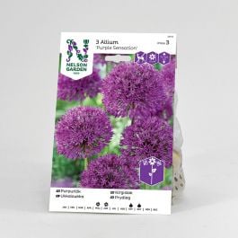 Purpurlök, Purple Sensation, rödviolett